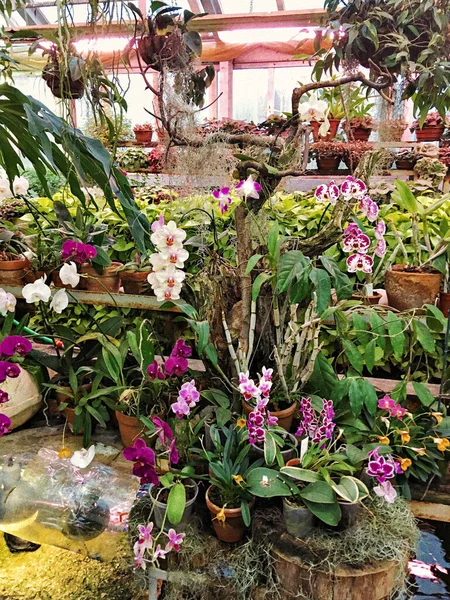 Sok Zöld Lila Cserepes Orchidea Cserepes — Stock Fotó