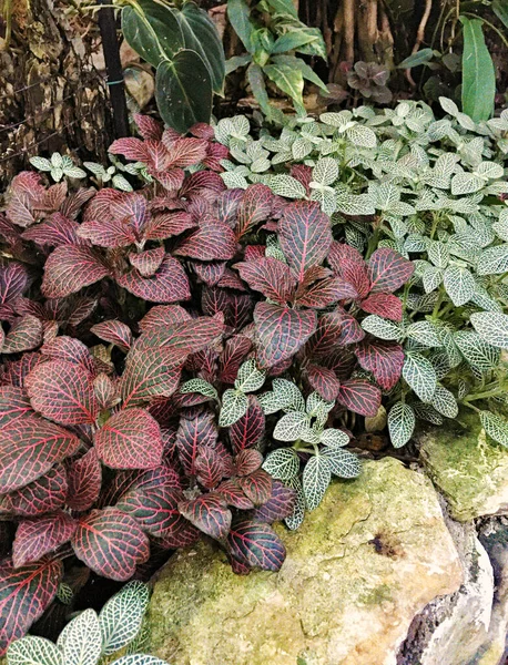 Beaucoup Feuilles Fittonia Fraîches Vertes Rouges Roses Sur Fond Plantes — Photo