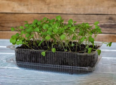 Evde yeşil roka filizleri var.