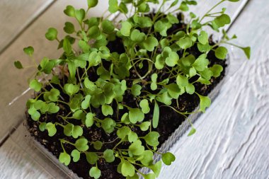 Evde yeşil roka filizleri var.