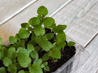 Evde limon merhemi ve nane filizleri var.