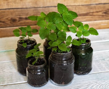 Evde cam kavanozlarda yeşil limon merhemi ve nane filizleri.