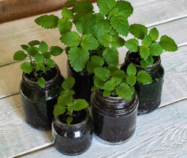 Evde cam kavanozlarda yeşil limon merhemi ve nane filizleri.