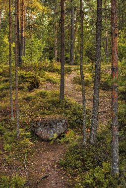 Monrepos Park 'taki güzel yaz ormanı manzarası (Vyborg' daki orman))