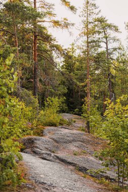 Monrepos Park 'taki güzel yaz ormanı manzarası (Vyborg' daki orman))