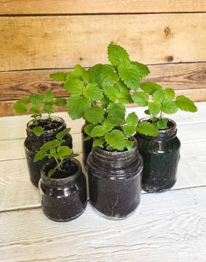 Evde cam kavanozlarda yeşil limon merhemi ve nane filizleri.