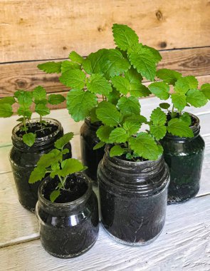 Evde cam kavanozlarda yeşil limon merhemi ve nane filizleri.