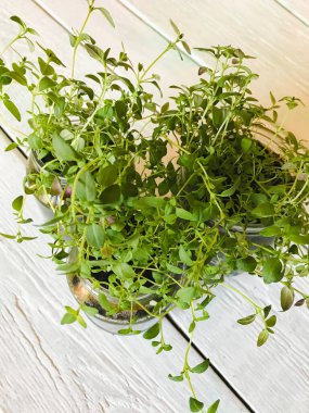 Evde cam kavanozlarda kekik filizleri var.