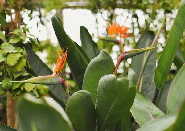 Schöne Frische Strelitzia Blüten Mit Großen Grünen Blättern — Stockfoto