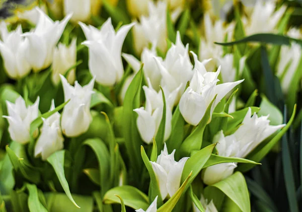 Bellissimi Fiori Tulipano Bianco Fresco Tulipa Gesneriana — Foto Stock