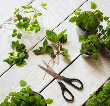 Ahşap arka planda ev yapımı otlar ve cam kavanozlar (fesleğen, nane, limon merhemi)