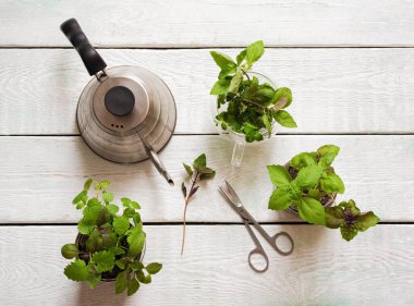 Ahşap arka planda ev yapımı otlar ve cam kavanozlar (fesleğen, nane, limon merhemi)