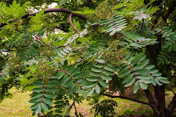 Grüne Blätter Der Eberesche Sommer — Stockfoto