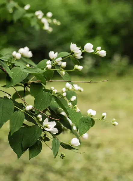 Sweet Mock Orange Englischer Hartriegel Weiße Blumen — Stockfoto