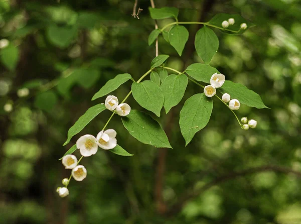Sweet Mock Orange English Dogwood White Flowers — Stock Photo, Image