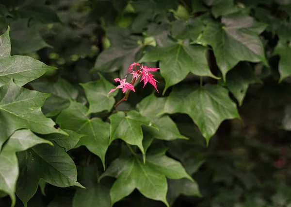 Green Red Leaves Liquidambar Garden — Stock Photo, Image