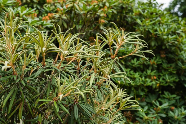 Green Leaves Hippophae Rhamnoides Sea Buckthorn — Stock Photo, Image