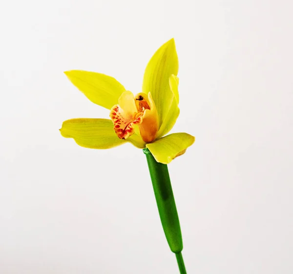 sarı çiçek asil orkide simibidyum