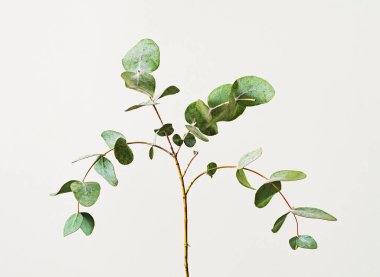 açık arkaplanda yeşil okaliptüs gann