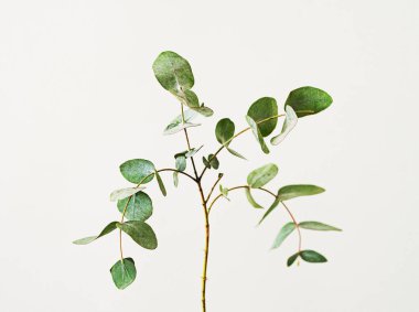 açık arkaplanda yeşil okaliptüs gann