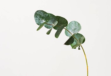 açık arkaplanda yeşil okaliptüs gann