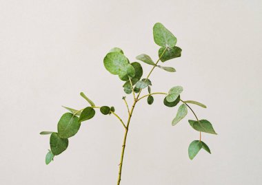 açık arkaplanda yeşil okaliptüs gann