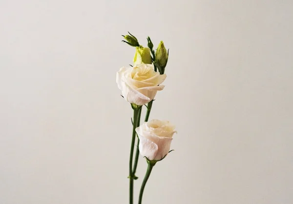 Μπουκέτο Μικρά Μπουμπούκια Λευκά Τριαντάφυλλα Λουλούδια Ένα Ελαφρύ Φόντο — Φωτογραφία Αρχείου