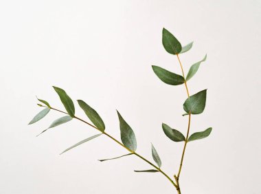 yeşil yapraklı okaliptüs parvifolia dalı