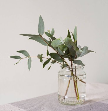 Okaliptüs parvifolia dalı ve cam bir kavanozda yeşil yapraklar.