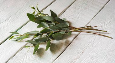 yeşil yapraklı okaliptüs parvifolia dalı