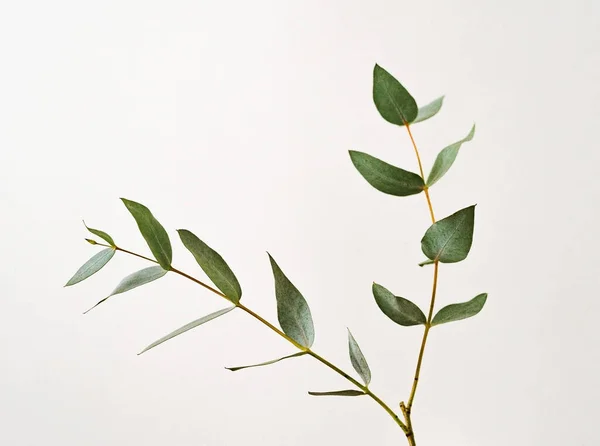 yeşil yapraklı okaliptüs parvifolia dalı