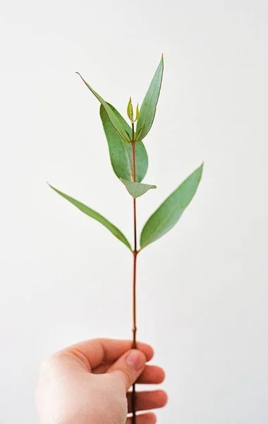 yeşil yapraklı okaliptüs parvifolia dalı