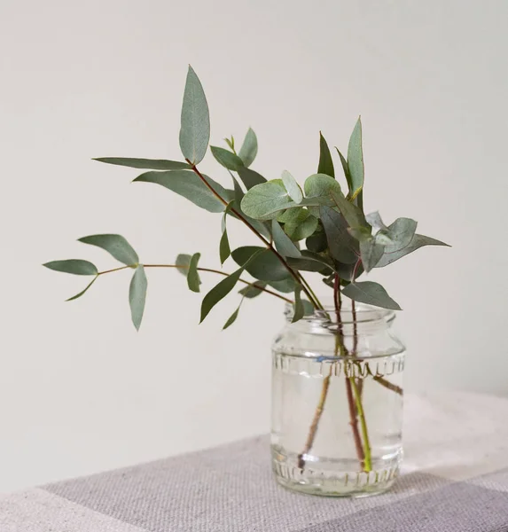 Okaliptüs parvifolia dalı ve cam bir kavanozda yeşil yapraklar.
