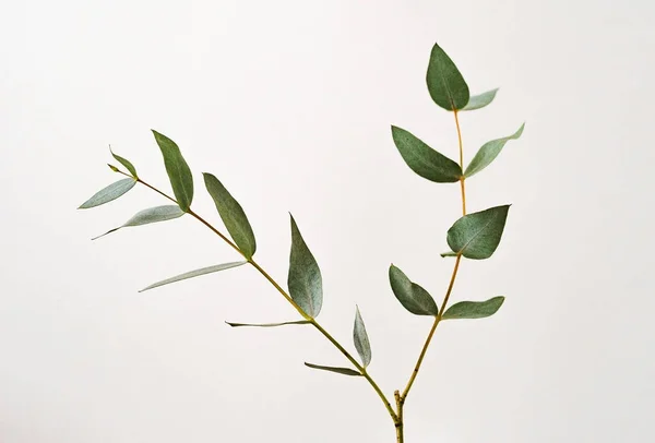 Eucalyptus Parvifolia Branch Green Leaves Лицензионные Стоковые Изображения