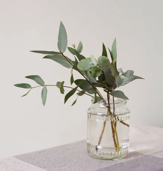 Eucalyptus Parvifolia Branch Green Leaves Glass Jar Лицензионные Стоковые Фото