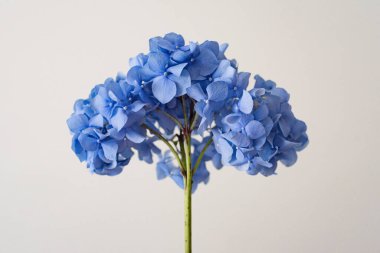 Açık arkaplan üzerinde büyük mavi ortanca çiçekli bir dal