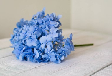 Açık arkaplan üzerinde büyük mavi ortanca çiçekli bir dal