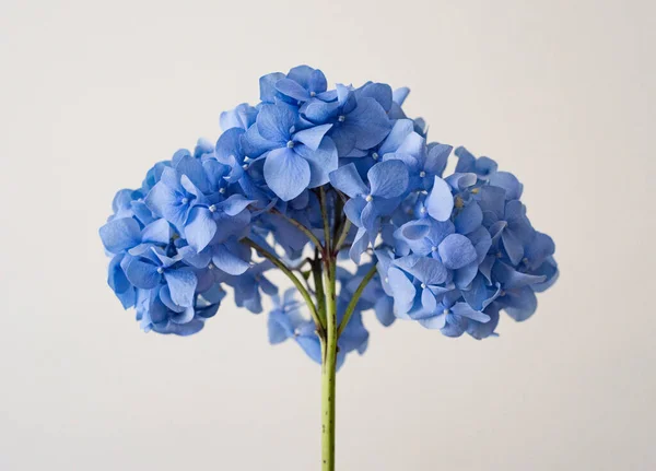 Gałąź Kwiatem Duża Niebieska Hortensja Jasnym Tle Obrazek Stockowy