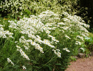 Yaz bahçesinde papatya çayı çalıları