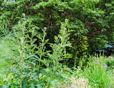 Bahçede yeşil yuvarlak ağızlık