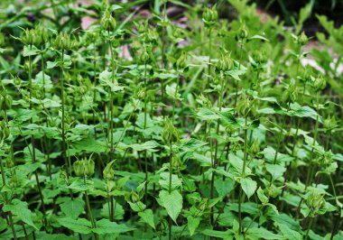 Yeşil kapalı maymun yaz bahçesinde çift tomurcuk