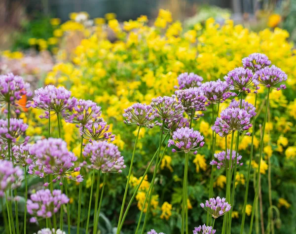 Μοβ Λουλούδια Διακοσμητικό Φιόγκο Στον Κήπο — Φωτογραφία Αρχείου