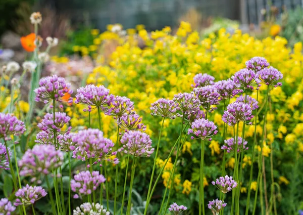 Purpurowe Kwiaty Dekoracyjne Łuk Ogrodzie — Zdjęcie stockowe