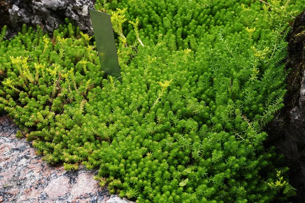 Grön Stonekrop Sex Rader Sommarträdgården — Stockfoto