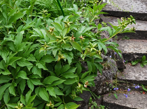 Bouton Vert Fermé Pivoine Fleurs Laiteuses — Photo