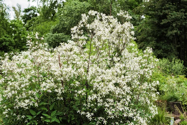 Weiße Blüten Auf Einem Dreiblütigen Clematisstrauch Einem Sommergarten — Stockfoto