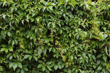 Duvarda beş yeşil kız üzümü