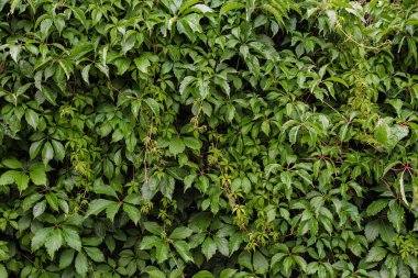 Duvarda beş yeşil kız üzümü