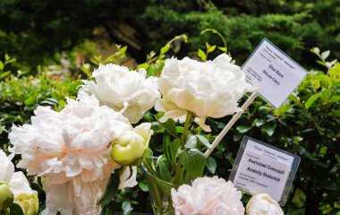 Büyük beyaz şakayık çiçekleri yaz bahçesinde