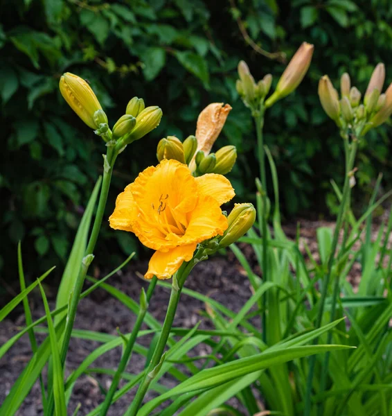 Κίτρινο Λουλούδι Άνθηση Daylily Στον Κήπο Του Καλοκαιριού — Φωτογραφία Αρχείου